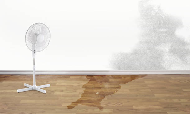 Best Basement water damage restoration  in Pearl City, HI